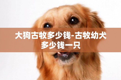 大狗古牧多少錢-古牧幼犬多少錢一只