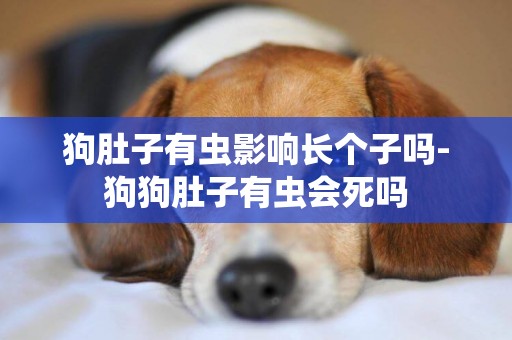 狗肚子有蟲影響長個子嗎-狗狗肚子有蟲會死嗎