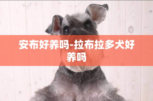 安布好養嗎-拉布拉多犬好養嗎