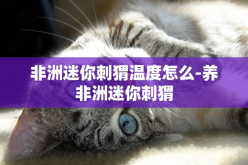 非洲迷你刺猬溫度怎么-養非洲迷你刺猬