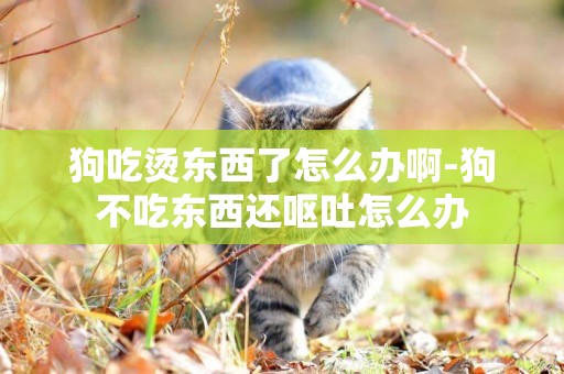 狗吃燙東西了怎么辦啊-狗不吃東西還嘔吐怎么辦