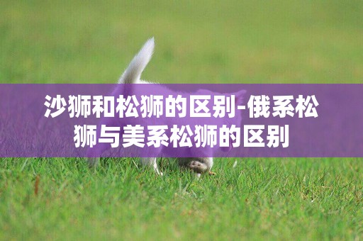 沙獅和松獅的區別-俄系松獅與美系松獅的區別