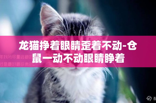 龍貓掙著眼睛歪著不動-倉鼠一動不動眼睛睜著