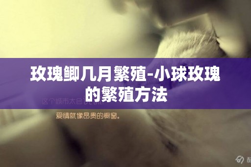 玫瑰鯽幾月繁殖-小球玫瑰的繁殖方法