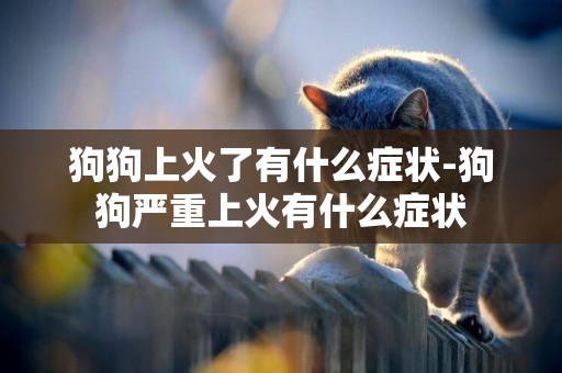 狗狗上火了有什么癥狀-狗狗嚴重上火有什么癥狀