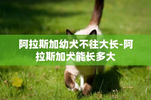 阿拉斯加幼犬不往大長-阿拉斯加犬能長多大