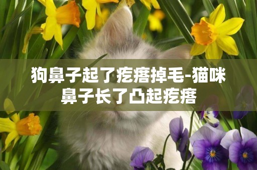 狗鼻子起了疙瘩掉毛-貓咪鼻子長了凸起疙瘩