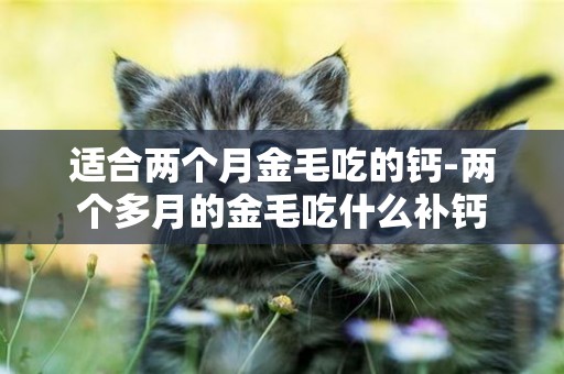 適合兩個月金毛吃的鈣-兩個多月的金毛吃什么補鈣