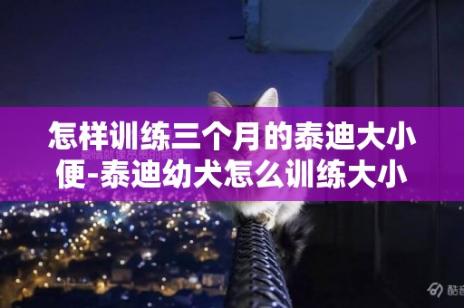怎樣訓練三個月的泰迪大小便-泰迪幼犬怎么訓練大小便