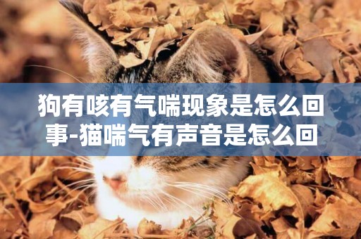 狗有咳有氣喘現象是怎么回事-貓喘氣有聲音是怎么回事