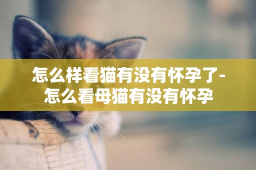 怎么樣看貓有沒有懷孕了-怎么看母貓有沒有懷孕