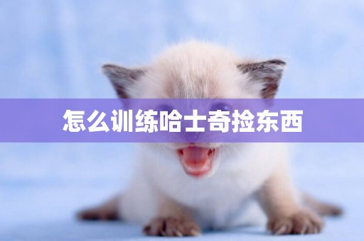 怎么訓練哈士奇撿東西
