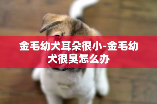 金毛幼犬耳朵很小-金毛幼犬很臭怎么辦