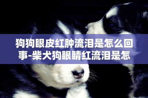 狗狗眼皮紅腫流淚是怎么回事-柴犬狗眼睛紅流淚是怎么回事