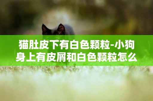 貓肚皮下有白色顆粒-小狗身上有皮屑和白色顆粒怎么辦