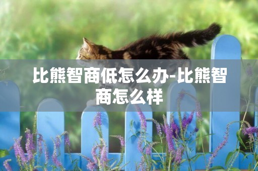比熊智商低怎么辦-比熊智商怎么樣