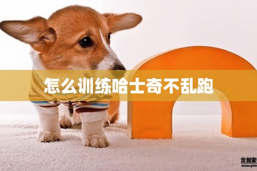 怎么訓練哈士奇不亂跑