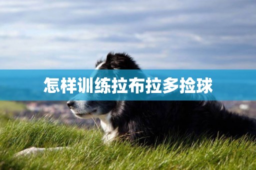 怎樣訓練拉布拉多撿球