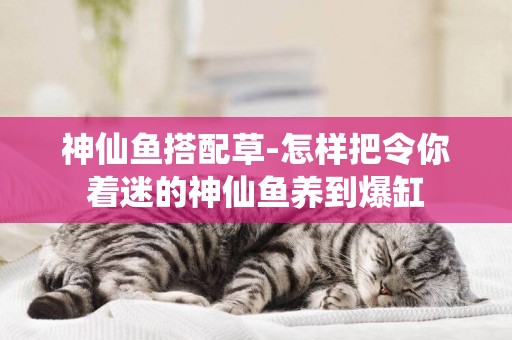 神仙魚搭配草-怎樣把令你著迷的神仙魚養到爆缸