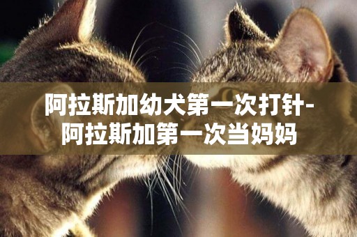 阿拉斯加幼犬第一次打針-阿拉斯加第一次當媽媽