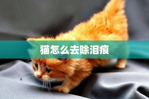 貓怎么去除淚痕