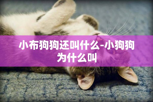 小布狗狗還叫什么-小狗狗為什么叫