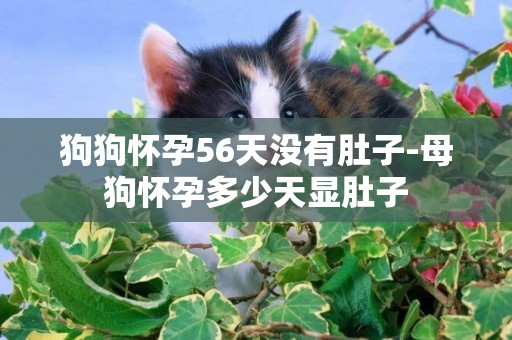 狗狗懷孕56天沒有肚子-母狗懷孕多少天顯肚子