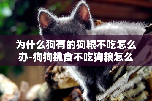 為什么狗有的狗糧不吃怎么辦-狗狗挑食不吃狗糧怎么辦