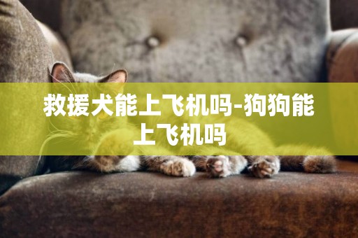 救援犬能上飛機嗎-狗狗能上飛機嗎