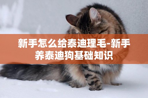 新手怎么給泰迪理毛-新手養泰迪狗基礎知識