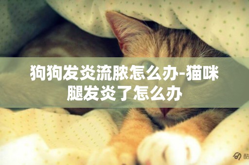 狗狗發炎流膿怎么辦-貓咪腿發炎了怎么辦