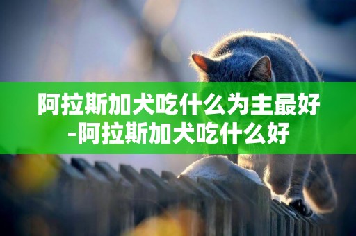 阿拉斯加犬吃什么為主最好-阿拉斯加犬吃什么好
