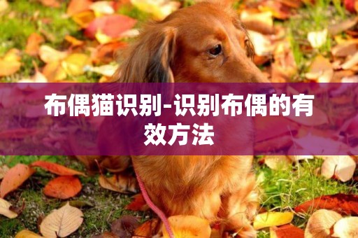 布偶貓識別-識別布偶的有效方法