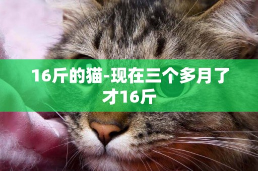16斤的貓-現在三個多月了才16斤