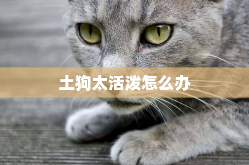 土狗太活潑怎么辦