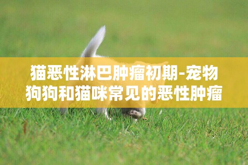 貓惡性淋巴腫瘤初期-寵物狗狗和貓咪常見的惡性腫瘤