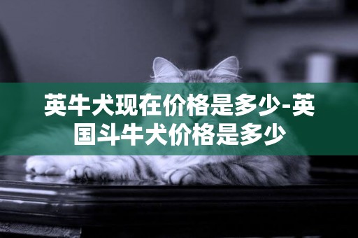 英牛犬現在價格是多少-英國斗牛犬價格是多少