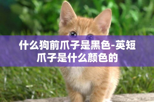 什么狗前爪子是黑色-英短爪子是什么顏色的