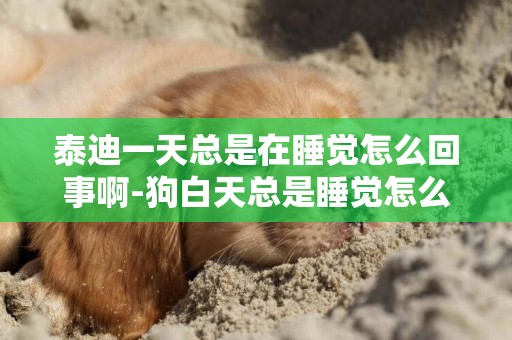 泰迪一天總是在睡覺怎么回事啊-狗白天總是睡覺怎么回事