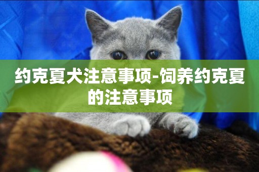 約克夏犬注意事項-飼養約克夏的注意事項