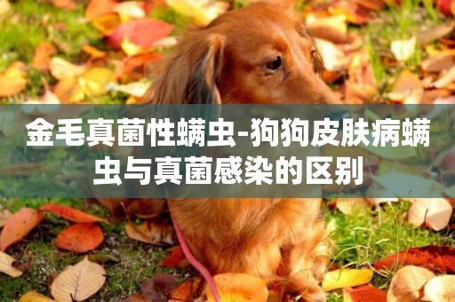 金毛真菌性螨蟲-狗狗皮膚病螨蟲與真菌感染的區別
