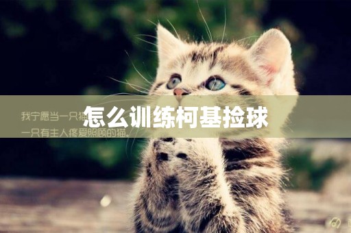 怎么訓練柯基撿球