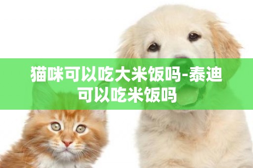 貓咪可以吃大米飯嗎-泰迪可以吃米飯嗎