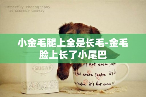 小金毛腿上全是長毛-金毛臉上長了小尾巴