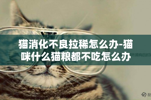 貓消化不良拉稀怎么辦-貓咪什么貓糧都不吃怎么辦