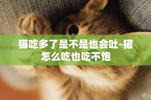 貓吃多了是不是也會吐-貓怎么吃也吃不飽