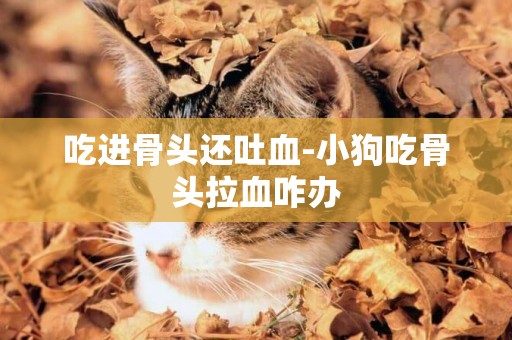 吃進骨頭還吐血-小狗吃骨頭拉血咋辦