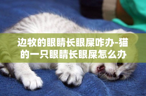 邊牧的眼睛長眼屎咋辦-貓的一只眼睛長眼屎怎么辦
