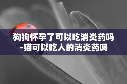 狗狗懷孕了可以吃消炎藥嗎-貓可以吃人的消炎藥嗎