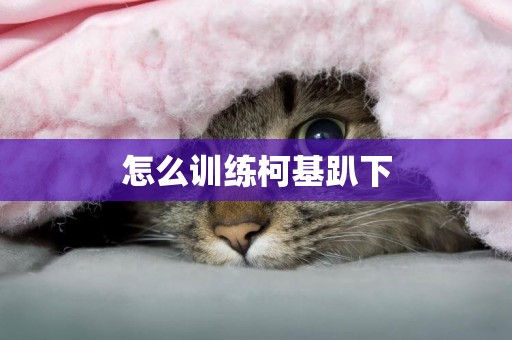 怎么訓練柯基趴下